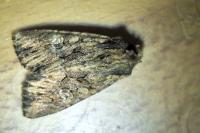 Mniotype solieri