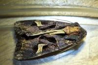 Trigonophora flammea