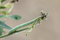Isturgia arenacearia