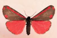 Tyria jacobaeae