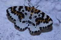 Abraxas grossulariata