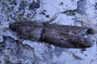 Acrobasis consociella/sodalella