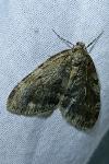 Epirrita