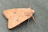Sunira circellaris