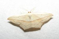 Timandra comae