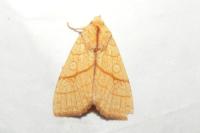 Tiliacea citrago
