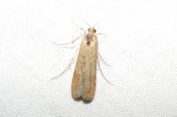 Nomophila noctuella