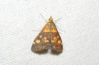 Pyrausta aurata