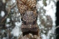 Amphipyra pyramidea