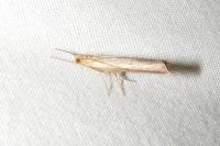 Pediasia contaminella