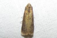 Oncocera semirubella