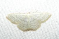 Idaea subsericeata