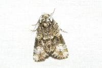 Craniophora ligustri