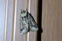 Allophyes oxyacanthae