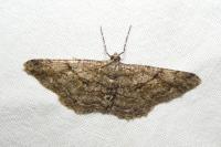 Peribatodes rhomboidaria rhomboidaria