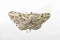Peribatodes rhomboidaria rhomboidaria