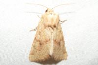 Luperina rubella