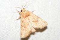 Luperina rubella