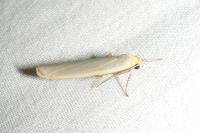 Eilema caniola