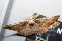Alcis repandata