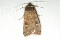 Xestia xanthographa