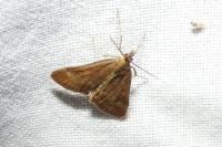 Pyrausta despicata