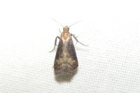 Euzophera fuliginosella