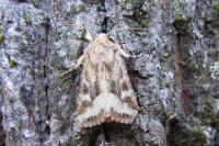 Luperina dumerilii