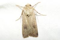 Agrotis trux