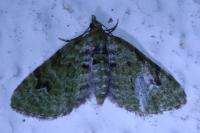 Chloroclystis v-ata
