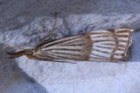 Chrysocrambus linetella