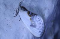 Cilix glaucata
