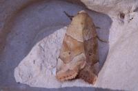 Cosmia trapezina