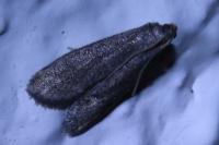 Eccopisa effractella