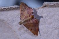 Endotricha flammealis