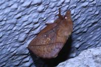 Euthrix potatoria