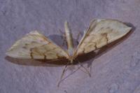 Gandaritis pyraliata
