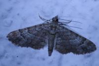 Gymnoscelis rufifasciata