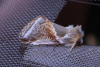 Habrosyne pyritoides
