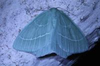 Hemistola chrysoprasaria