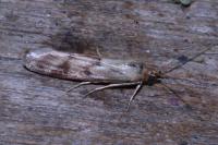 Homoeosoma sinuella