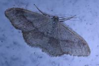 Idaea aversata