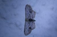 Idaea dimidiata