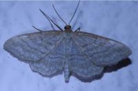 Idaea macilentaria