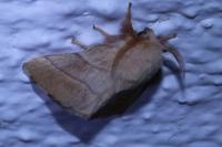 Malacosoma neustria