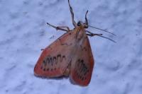 Miltochrista miniata