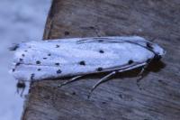 Myelois circumvoluta