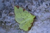 Opisthograptis luteolata