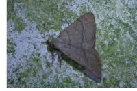 Paracolax tristalis