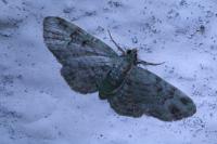 Pasiphila rectangulata